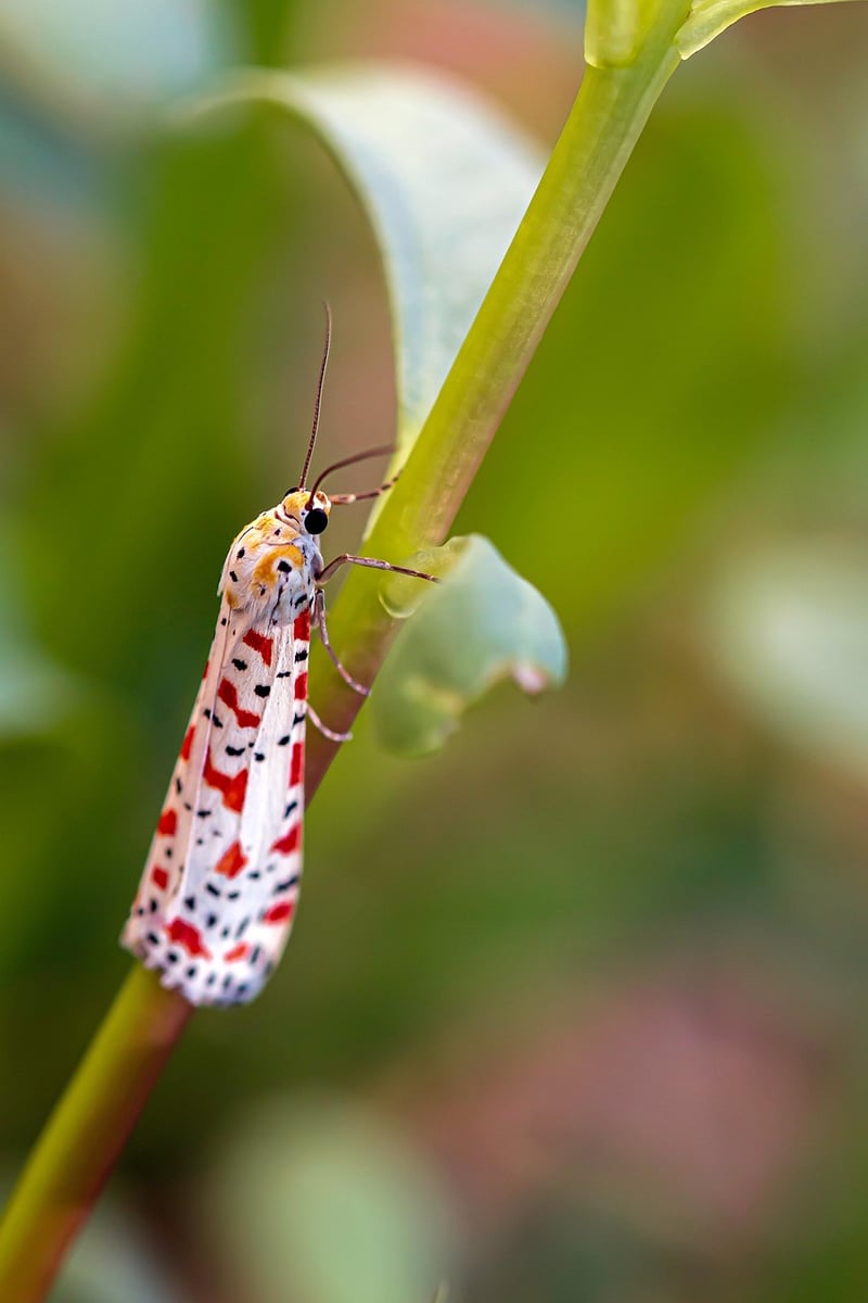 Butterfly Effects